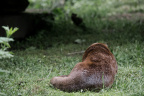 Otter Bum