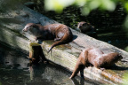 Otter am Otter-Teich