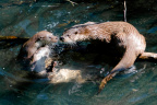 Otter auf Tuchfühlung