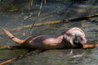Ein Otter beim futtern